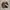 Casual Leather jacket Pria brown photo 5