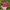 DKNY Vintage Y2K Hat Wanita red photo 3