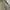 Prada Gorpcore Windbreaker Wanita khaki photo 3