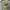 Prada Gorpcore Windbreaker Wanita khaki photo 6
