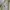 Prada Gorpcore Windbreaker Wanita khaki photo 2