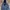 Carhartt Vintage Hoody Pria blue photo 5