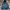 Carhartt Vintage Hoody Pria Blue