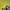 Pancoat Streetwear Sweater Pria yellow photo 4