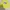 Pancoat Streetwear Sweater Pria yellow photo 1