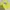 Pancoat Streetwear Sweater Pria Yellow