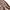 Levi's Vintage Casual Casual shirt Pria tan brown photo 5
