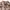 Levi's Vintage Casual Casual shirt Pria tan brown photo 3