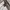 Hugo Boss Indie Casual Jeans Pria cream photo 4