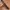 Number Nine Luxury Goth Belt Pria brown photo 2