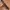 Number Nine Luxury Goth Belt Pria Brown