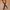Number Nine Luxury Goth Belt Pria Brown