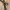 Number Nine Luxury Goth Belt Pria brown photo 3