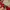 Old Navy Vintage Hoody Pria red photo 3