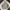 thisisneverthat Streetwear Hoody Pria gray photo 1