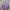 Columbia Gorpcore Windbreaker Wanita purple photo 3