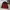 Biker Windbreaker Pria Red Black