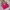 Uniqlo Casual Bralette Wanita pink photo 4