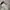 Burberry Vintage Casual Flare pants Wanita tan cream photo 4
