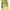 Charles and Keith Luxury Wallet Wanita green photo 6