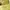 Charles and Keith Luxury Wallet Wanita green photo 5