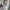 Hard Rock Cafe Vintage Streetwear Hat Pria tan photo 5