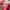 Adidas Streetwear Brogue Pria white red photo 6