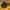 Nike Vintage Sportswear Sneakers Pria black yellow photo 1