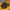 Nike Vintage Sportswear Sneakers Pria Black Yellow
