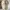 Casual Casual shoe Pria white photo 6
