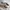 Casual Casual shoe Pria white photo 4