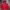 Dickies Skater Casual Hoody Pria red photo 2