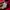 Dickies Skater Casual Hoody Pria red photo 6