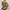 Japanese Brand Lolita Avant Garde Boots Pria Tan Brown