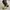 Lolita Avant Garde Boots Wanita tan black photo 2