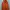 Supreme Casual Hoody Pria orange photo 1