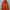 Supreme Casual Hoody Pria Orange