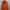 Supreme Casual Hoody Pria orange photo 2
