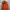 Supreme Casual Hoody Pria Orange