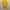 Puma Sportswear Jersey Pria yellow photo 6