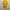 Puma Sportswear Jersey Pria yellow photo 1