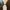 bebe Luxury Bodycon dress Wanita cream photo 1