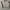 Burberry Vintage Luxury Harrington Jacket Pria Tan