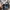 Burberry Vintage Luxury Harrington jacket Pria tan photo 5