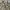 Burberry Vintage Luxury Polo shirt Pria khaki photo 2