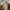 Burberry Vintage Luxury Polo shirt Pria khaki photo 4