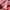 Kodak Streetwear Sweatshirt Pria red pink photo 6