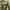 LOLITA Y2K Fairy Crop top Wanita green khaki photo 5