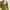 LOLITA Y2K Fairy Crop top Wanita green khaki photo 4