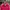 Adidas Sportswear Track jacket Wanita pink photo 3
